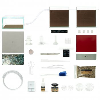 Bundle Offer - Messor barbarus